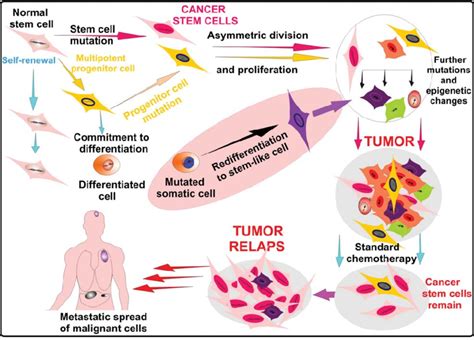 how are stem cells similar to cancer